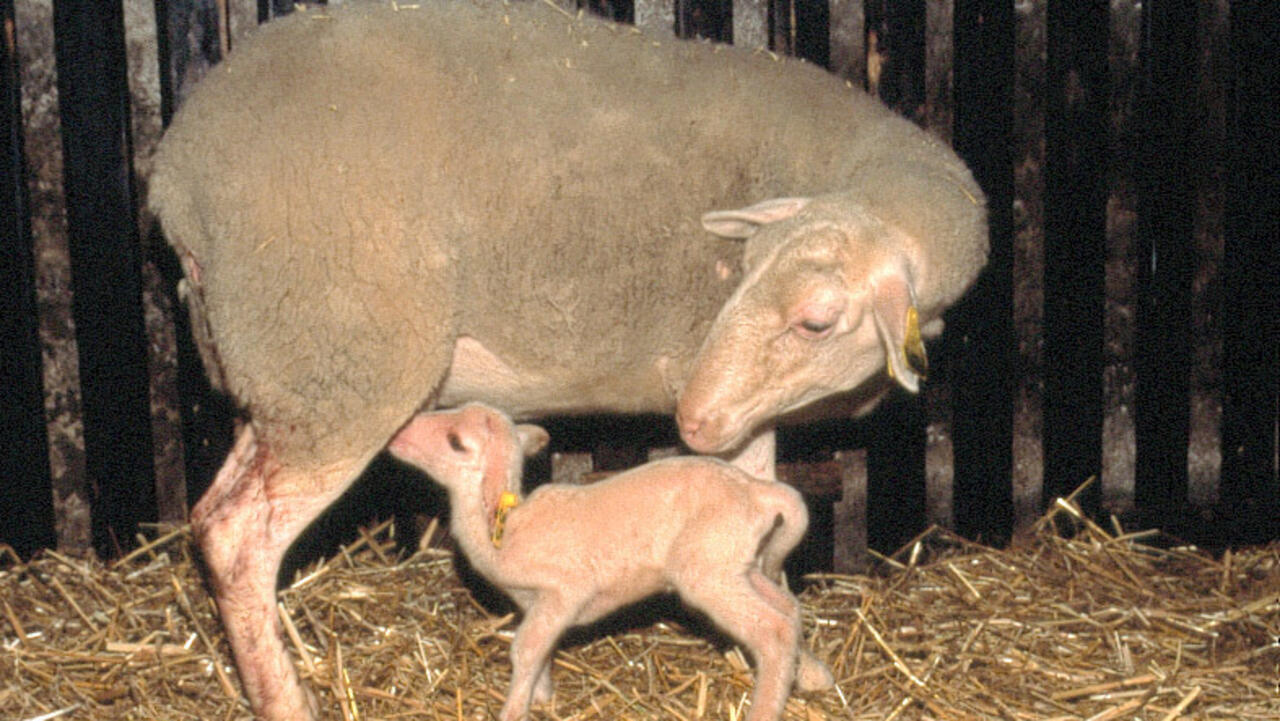 Why and how do all animals take care of their young? Time News